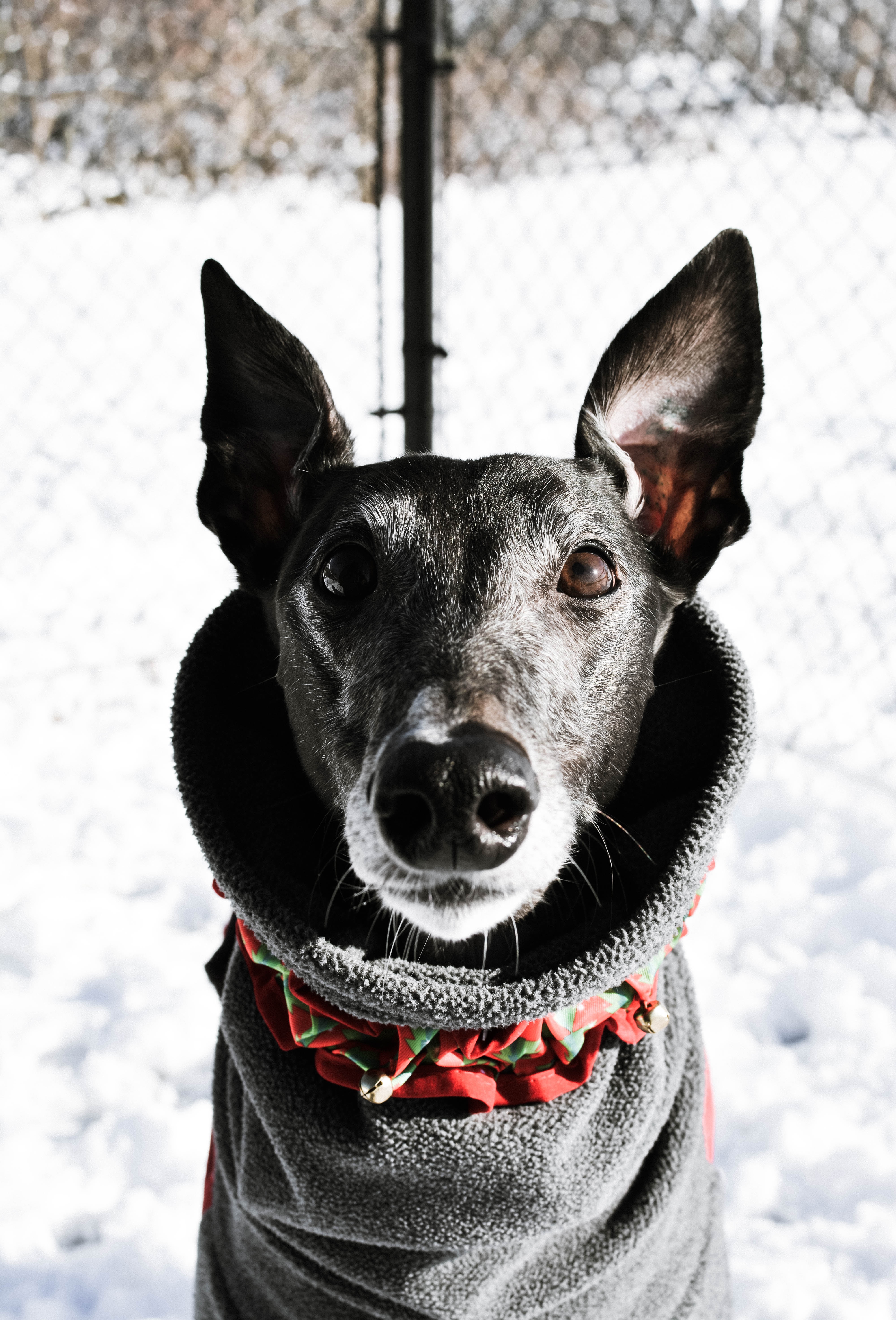 sebastian-yepes-NnRYWprcWkE-unsplash Hund